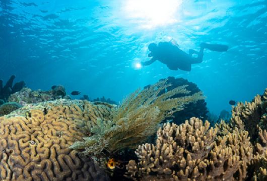 印尼美娜多一日游布纳肯蓝碧浮潜深潜潜水体验快艇出海【蓝碧，深潜“小”乐趣，探寻海兔，豆丁海马，毛毛虾等小家伙】
