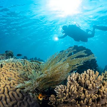 印尼美娜多一日游布纳肯蓝碧浮潜深潜潜水体验快艇出海