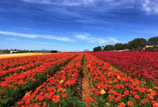 日本旭山动物园-富田农场-美瑛神社【北海道中文专车】【中文专车出行，景点灵活调整，打卡经典，游玩自己定义，无需等待，专属贴心服务，尽享惬意旅程】