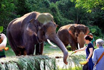 西双版纳野象谷+基诺山寨一日游【纯玩包车 | 上门接送】【纯玩包车-随走随拍-无隐形消费】