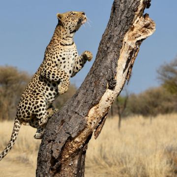 温得和克半日游猎体验：达斯滕布鲁克野生动物探索之旅