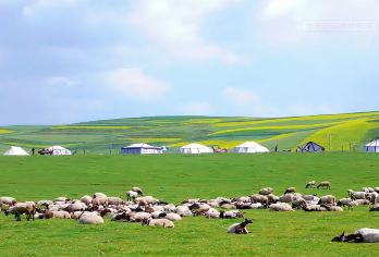 甘南拉卜楞寺+桑科草原一日游【专享包车/说走就走无需等待】【即走即停，近距离感受甘南藏地风土人情~】