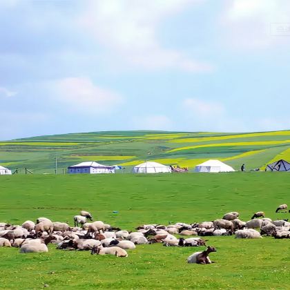 甘南拉卜楞寺+桑科草原一日游【专享包车/说走就走无需等待】