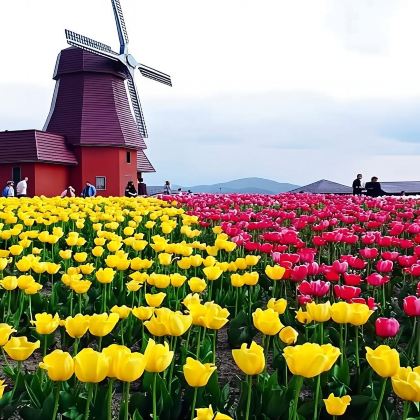北海道赏花一日游：泷上芝樱公园+郁金香公园|札幌出发
