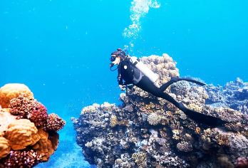 埃及红海潜水赫尔格达一日游可追海豚/天堂岛浮潜/橘子岛/深潜【[探秘海底世界]各种珊瑚和热带鱼群，换个角度看世界】