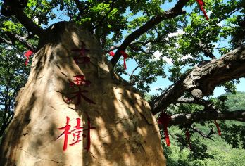 北京梨树沟休闲谷包车游【单位拓展学校秋游/上门接送时间自由】【山地滑车，一秒变追风少年，亲子游、情侣游、家庭聚会、单位团建不二之选】