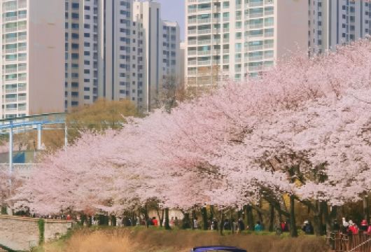 韩国首尔一日游【樱花季 石村湖+世界塔+江南包车一日游】【赏樱季 石村湖+江南游】