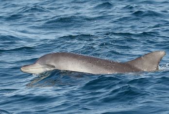 悉尼 史蒂芬港赏豚和滑沙一日游 （精致小团）【徜徉于蓝水天堂的纯净海洋，与跃出水面的海豚打招呼】