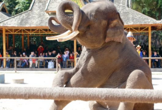 西双版纳野象谷+原始森林公园包车一日游【10小时包车足够深度游玩！】