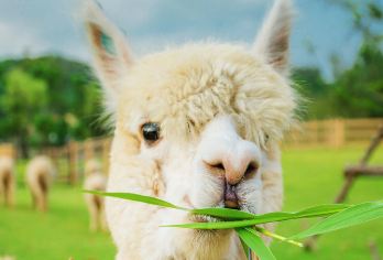 包车自由行 登顶白玉山/观军港/日俄监狱/帆船出海 门票代买【[佐客旅行]专职专业 筛选真正的本地经验司机 精心打造大连旅游品牌】