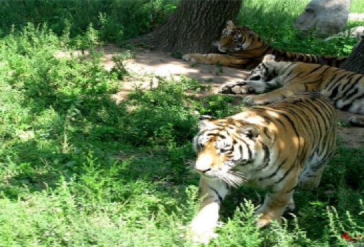 秦岭野生动物园+西安千古情一日游【让快乐有迹可循】【天很蓝，太阳很好，一起去动物园享受美好时光吧】