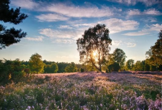 德国吕讷堡老城+市政厅+盐泉+吕讷堡草原一日体验都市乡野风光【景点安排：吕讷堡老城区、市政厅、盐泉、吕讷堡草原（去德国的普罗旺斯，吕讷堡草原徒步）】