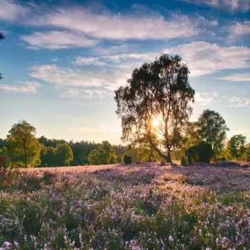德国吕讷堡老城+市政厅+盐泉+吕讷堡草原一日体验都市乡野风光