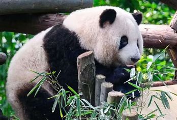 四川成都熊猫谷＋仰天窝广场+都江堰包车深度一日游【一单一团，专车独立用车，可私人定制行程】