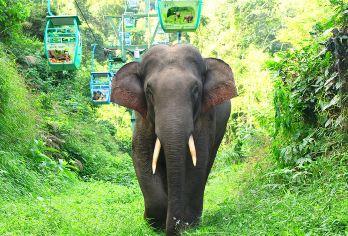 云南西双版纳野象谷+曼掌村一日游【独立用车丨酒店接送】【[品质保障]一单一车，全程只为您服务不论您多少人，司机、用车等全程都是为您服务】