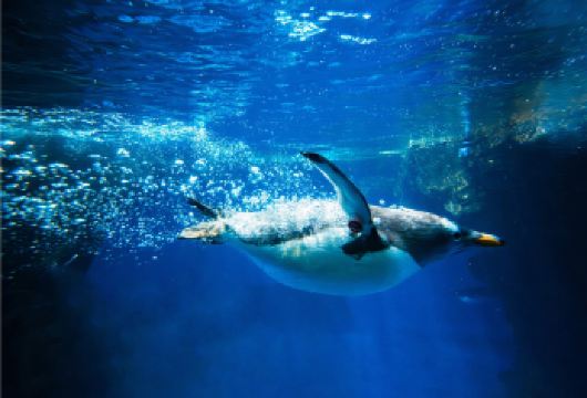 青岛极地海洋公园一日游【赶海小麦岛石老人浴场VIP2-6位】【青岛赶海一日游小麦岛极地海洋公园石老人浴场高端VIP2-6位】