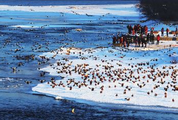 吉林市雾凇岛+长白岛【1-6人小包团市内上门接送一日游】【1-6人小包团】