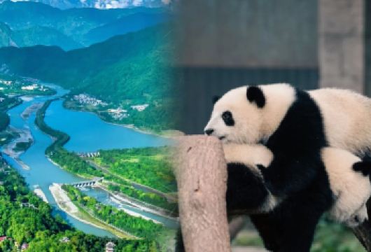 熊猫基地+都江堰一日游【2-8人纯玩小团当地耍家陪同游玩】【[都江堰全程下坡路]耍家开车至山顶秦堰楼，从上至下，省体力下坡玩法，全程不走回头路】