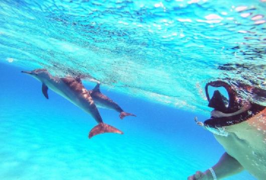 赫尔格达红海潜水一日游【海豚观赏 两次浮潜 含午餐】【在位于海洋中心的两个珊瑚礁地点进行浮潜】