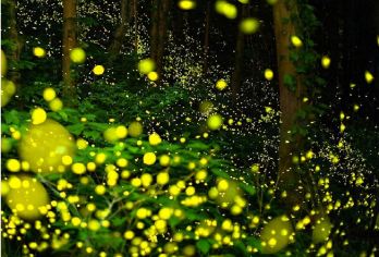 中国云南西双版纳中植物园+傣族园一日游【东线包车纯玩一日游】【[私人专享]一对一优秀司机服务，独立用车，一团一车轻松游玩!】