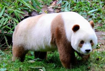 秦岭四宝科学公园【往返直通车含大门票】假期溜娃研学科普/纯玩【3人预订-天天发团-当日往返-直达景区.全程】