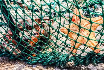 厦门环岛路海滩一日游【帆船+赶海抓虾捕蟹 升级海鲜大咖锅】【让您享渔民赶海的生活乐趣，感受一天渔民生活】