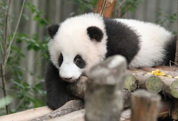 卧龙大熊猫基地+都江堰一日游【2-6人小团/三环内包接送】【[品质纯玩]纯玩品质，不进店不购物，无强制消费行程透明】