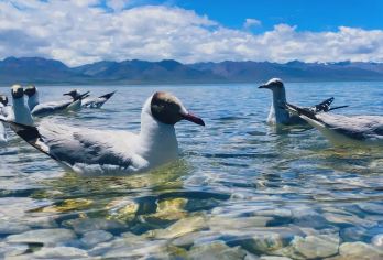 纳木措扎西岛+念青唐古拉观景台+那根拉山口+藏北大草原一日游【纳木错、念青唐古拉山、藏北大草原多景点一日畅玩】