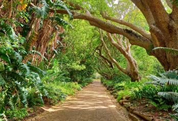 南非开普敦康斯坦博西植物园+康斯坦夏葡萄庄园+维多利亚港之旅【专属包车省心游：全程专车服务，可定制旅程，自由掌控游览节奏享受舒适惬意的深度之旅。】