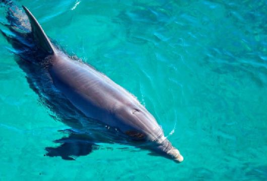 巴厘岛+罗威纳海滩一日游|可选火山温泉大秋千越野车双子湖【[硬派实力]深耕巴厘岛10年，聚合当地优质资源，给您品质之行】