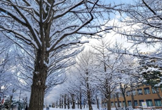 日本小樽运河-小樽天狗山缆车-船见坂【北海道中文专车】【中文专车出行，景点灵活调整，打卡经典，游玩自己定义，无需等待，专属贴心服务，尽享惬意旅程】