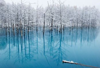 日本北海道札幌旭川：美瑛町+富良野+旭川动物园+森林精灵阳台【北海道冬日仙境一日游️】