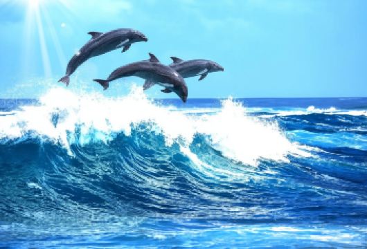 悉尼斯蒂芬斯港一日游【安娜湾滑沙/出海观海豚/中文司导】【一边是大海，一边是沙漠，给你不一样的体验】