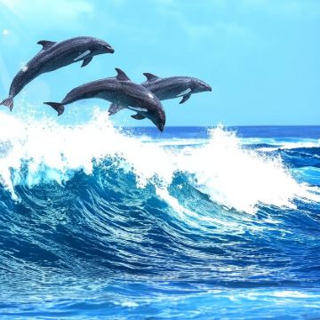 悉尼斯蒂芬斯港一日游【安娜湾滑沙/出海观海豚/中文司导】