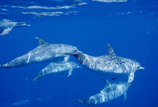 印尼美娜多一日游西拉登追海豚神秘沙洲海钓浮潜深潜水【西拉登追逐野生海豚，心灵治愈的旅程】