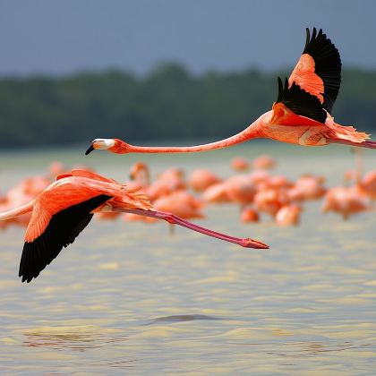 从梅里达出发的塞莱斯通导览游