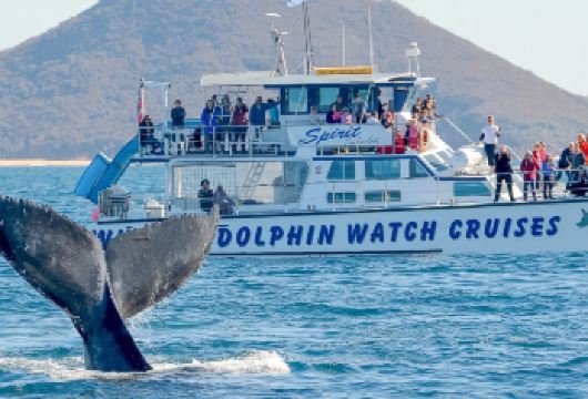 新年早鸟必囤 悉尼史蒂芬港 观海豚/滑沙/四驱车中文一日游【近距离观察考拉/追逐海豚[贴近可爱的宽吻海豚]/刺激的沙丘滑沙】