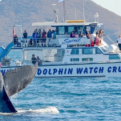 圣诞/元旦必囤 悉尼史蒂芬港 观海豚/滑沙/四驱车中文一日游