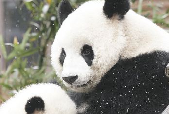 川叔讲故事 熊猫谷-仰天窝广场-都江堰1日游跟团游纯玩6人团【[真小团]7座商务车，最多6位客人，1团1导游】