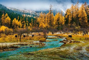 毕棚沟一日游【毕棚沟避暑+纯玩无购物+川西美景一网打尽】【[纯玩无购物]让您的旅途安心无忧。】