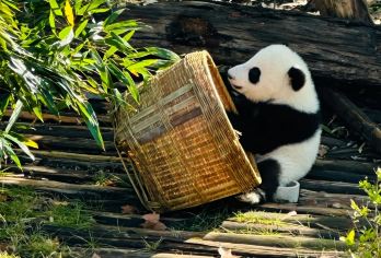 大熊繁育猫研究基地半日游【2-8人专车团/含门票/看花花】【[品质纯玩]纯玩品质、不进店购物、无强制消费行程透明；】