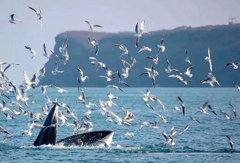 北海涠洲岛半日游【游艇出海观鲸布氏鲸追鲸鱼含接送+海上落日】【1人起全岛接送】