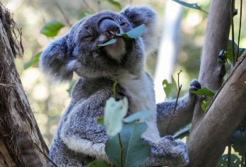 澳大利亚菲利普岛自然公园一日游【彩虹小屋/企鹅归巢】【澳洲特有小型企鹅，可看到原始自然企鹅归巢现象。】