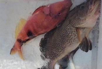 【文昌海钓】文昌七洲列岛近海远海纯玩海钓一价全含【纯玩海钓体验】