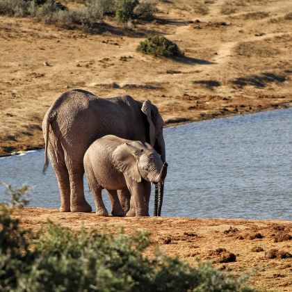 南非伊丽莎白港出发 阿多大象国家公园一日游 10人小团