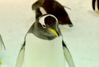 南通森迪冰雪海洋乐园1日游双人套餐【南通森迪冰雪海洋乐园门票(冷暖分区+20余项畅玩+企鹅馆+梦幻演出+极光飘雪+海狮大咖秀+美人鱼剧场】