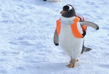 哈尔滨黑龙江省科技馆+哈尔滨极地馆一日游【俄式风情全景体验：一日穿越伏尔加庄园、圣索菲亚教堂与中央大街，感受哈尔滨独特的欧陆建筑美学与异域风情】