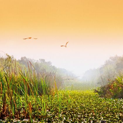 美国迈阿密-大沼泽地国家公园一日游【中文包车自由行】