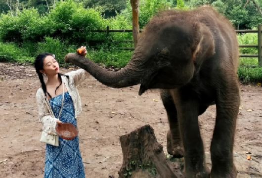 野象谷+原始森林公园一日游【高品质纯玩+午餐+随团导游】【走进大象关爱营，与大象成为亲密玩伴和朋友；】