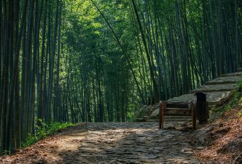 梅坞古道一日游【轻徒步古道竹林赏澄湖倒影赏醉美池杉周末遛弯】【1日轻徒步 古道竹林醉美池杉 ｜呼吸新鲜空气｜周末遛弯线】